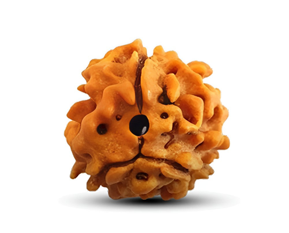3 Mukhi Rudraksha