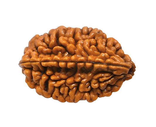 2 Mukhi Rudraksha