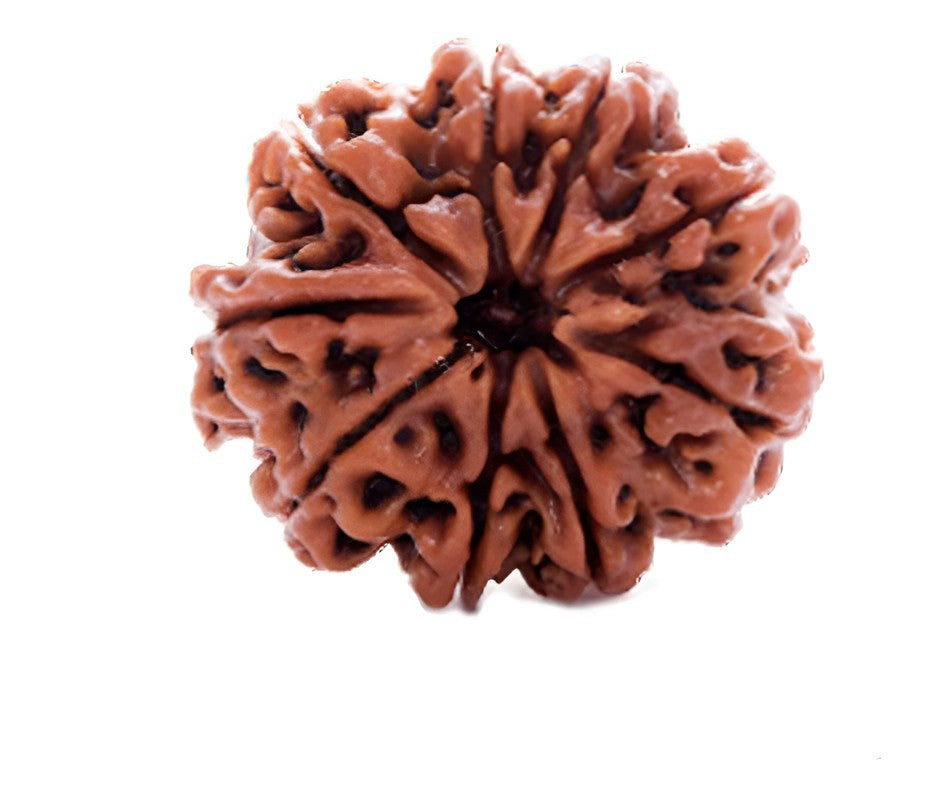9 mukhi Rudraksha-Product-Images