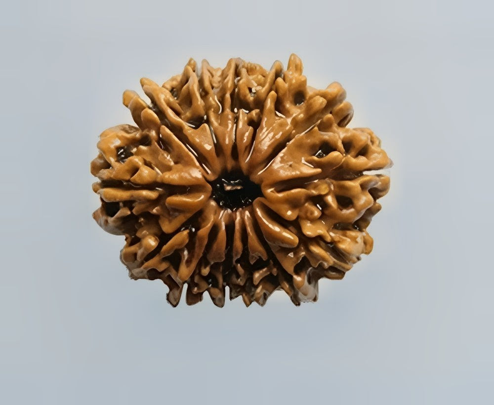 13 mukhi Rudraksh