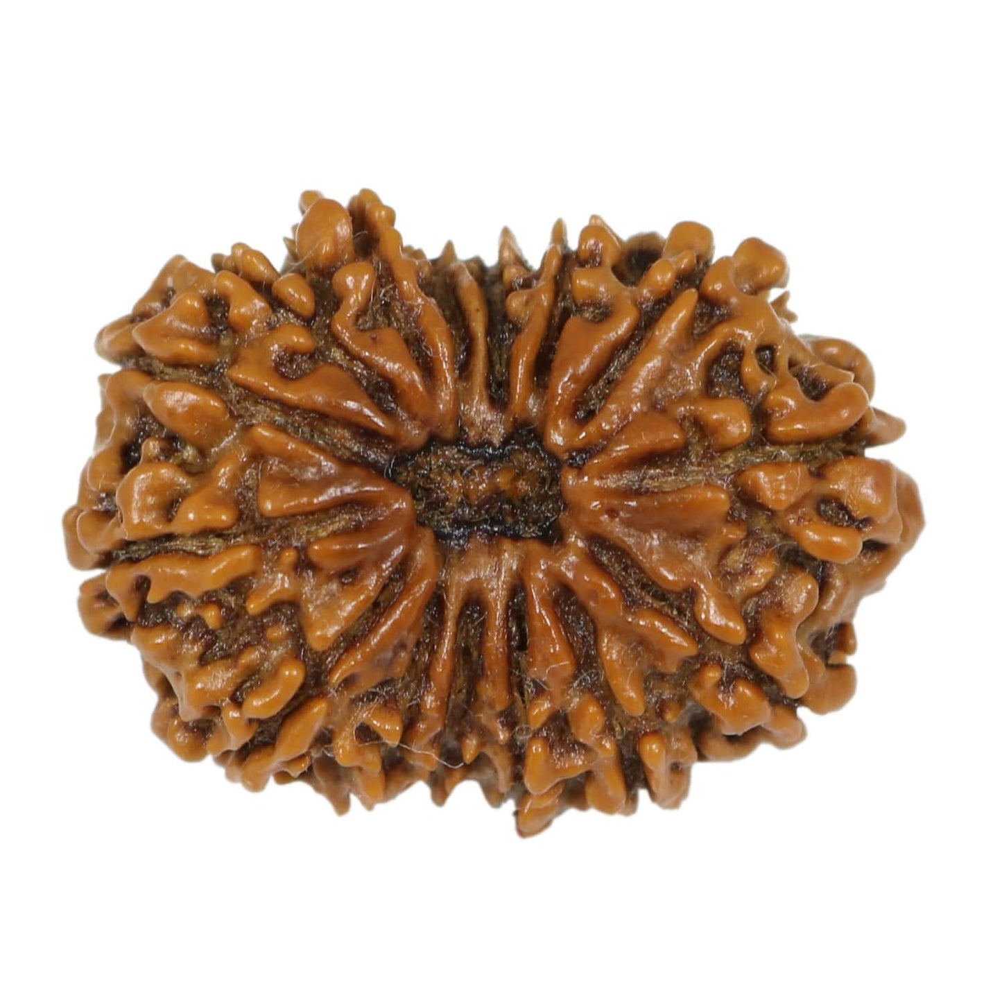 15 mukhi Rudraksh