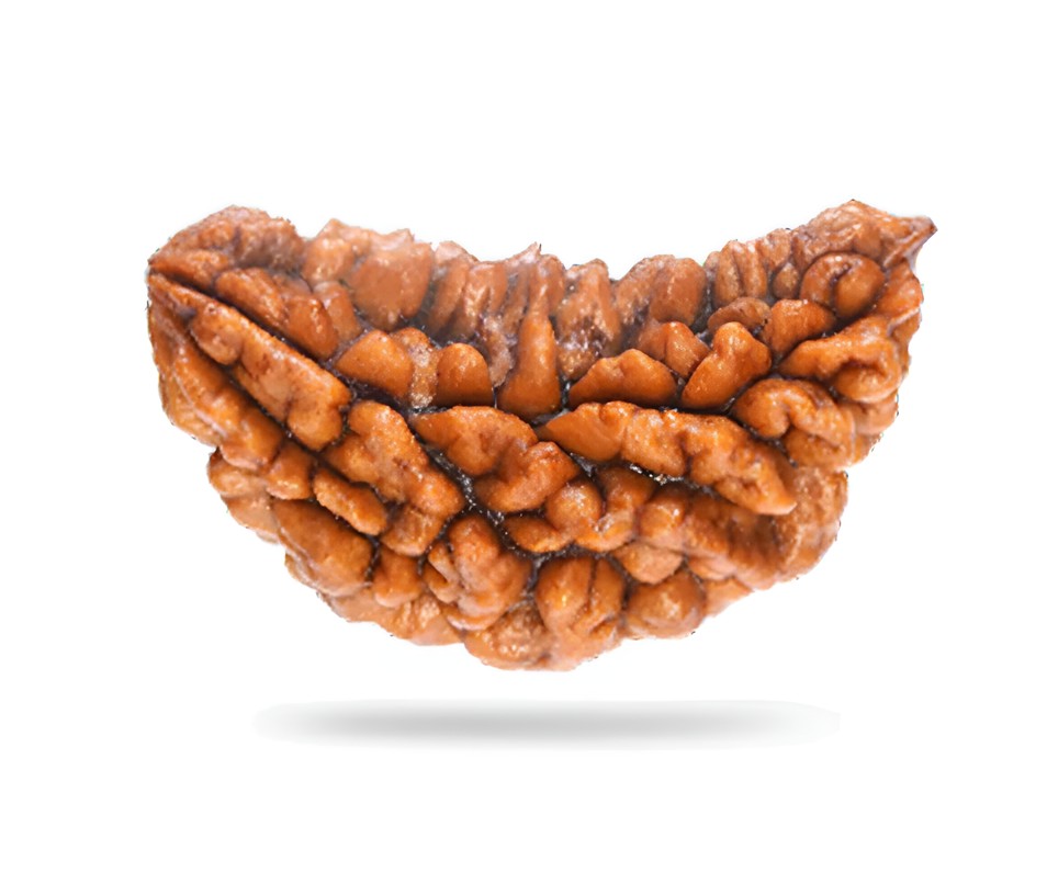 1 Mukhi Rudraksha