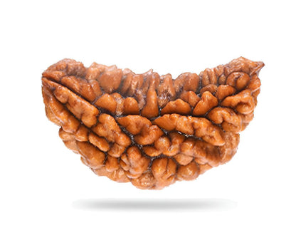 1 Mukhi Rudraksha