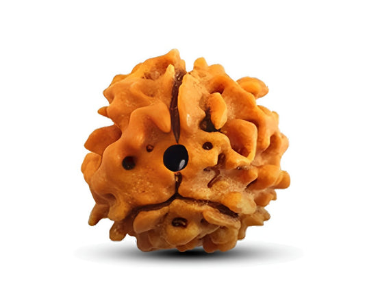 3 Mukhi Rudraksha