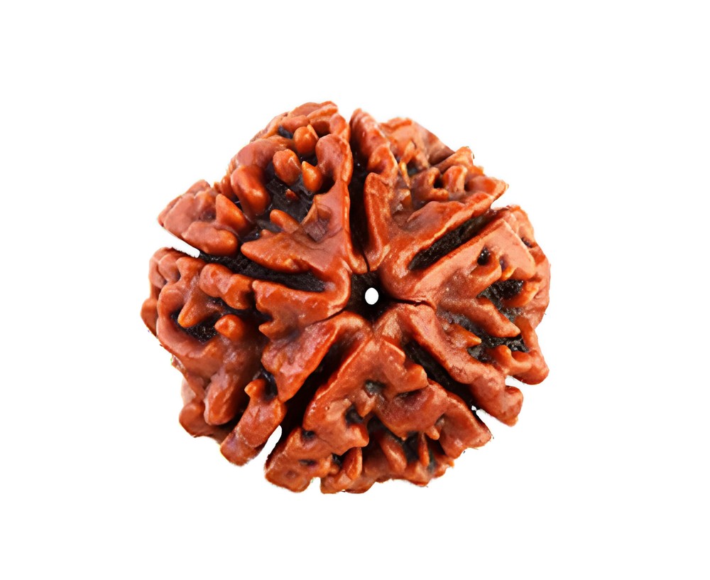 5 mukhi nepali