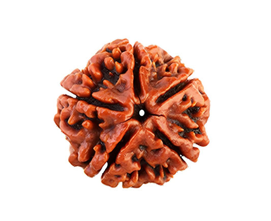5 mukhi nepali