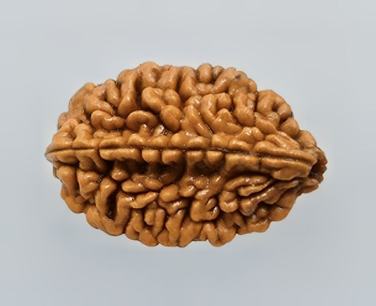 2 Mukhi Rudraksha