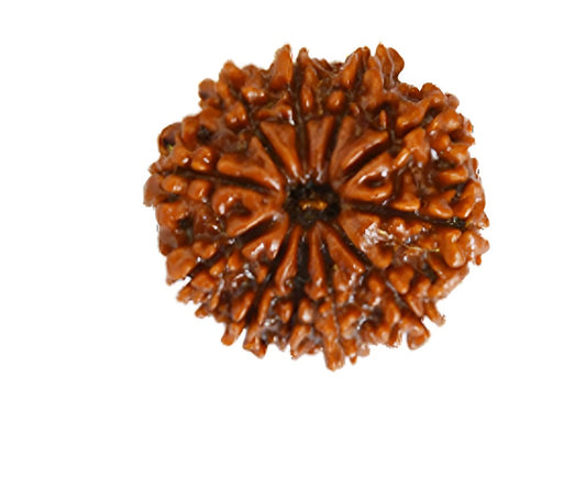 10 mukhi Rudraksh