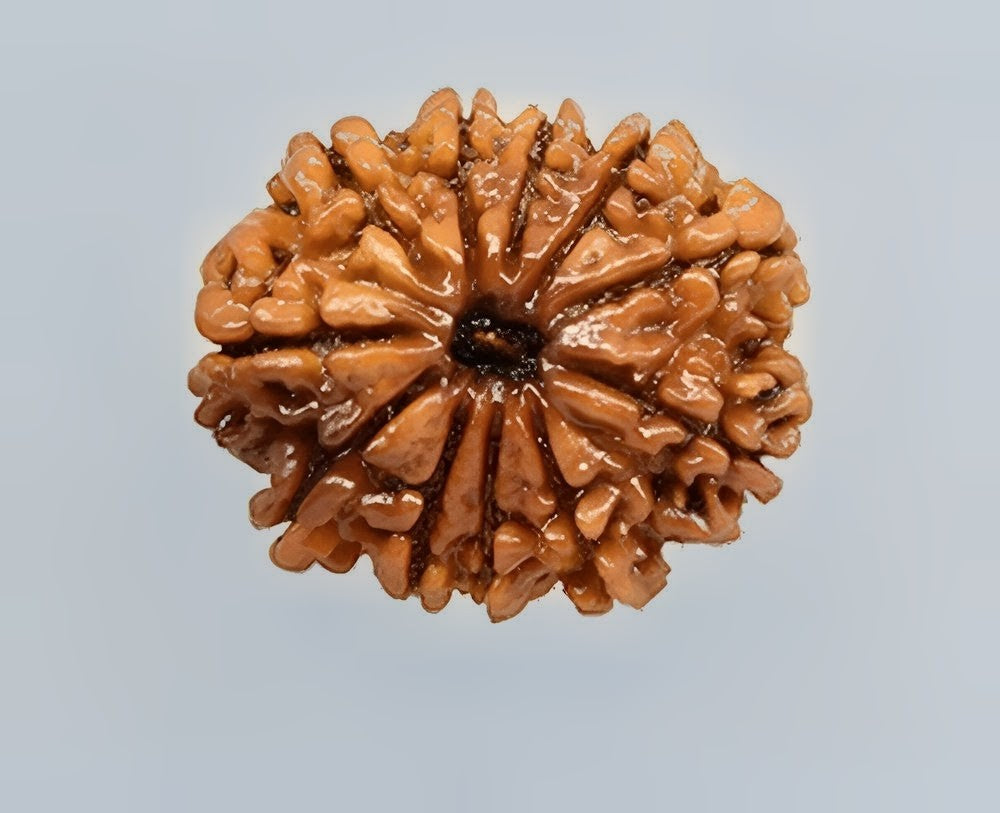 11 mukhi Rudraksh