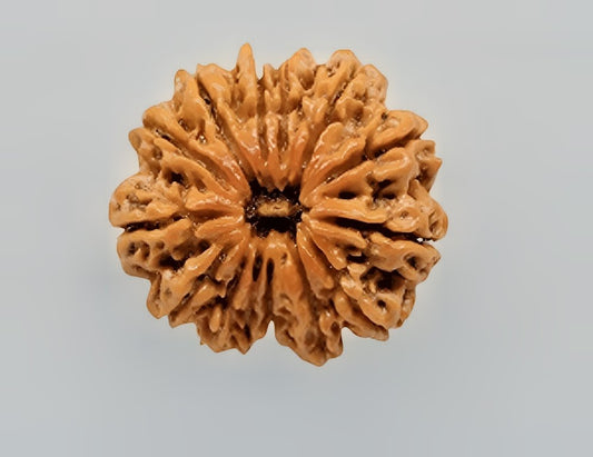 12 mukhi Rudraksh