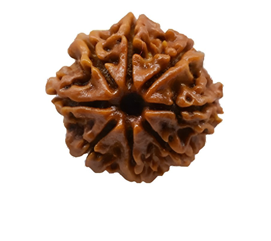 8 mukhi Rudraksha-Product-Images_8~2