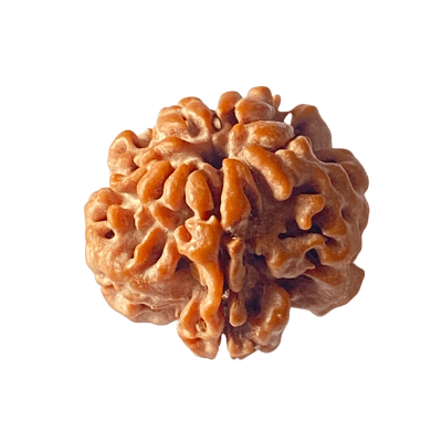 1 Mukhi Rudraksha