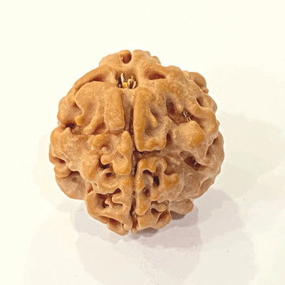 1 Mukhi Rudraksha