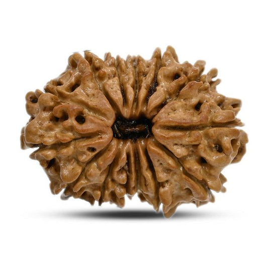 14 mukhi Rudraksh